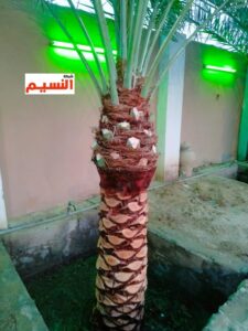 شركة تكريب النخيل بجدة