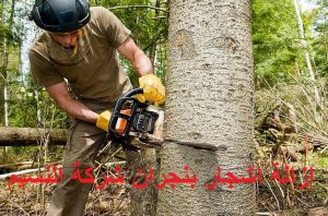 إزالة اشجار بنجران