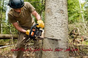 عامل قص اشجار بالمدينة المنورة