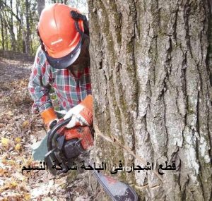 قطع اشجار فى الباحة