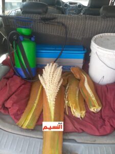 شركة تلقيح نخيل بجدة